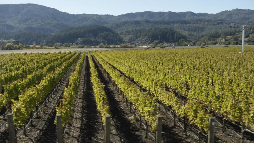 A vineyard with a lake hills trees the sky and clouds in the background