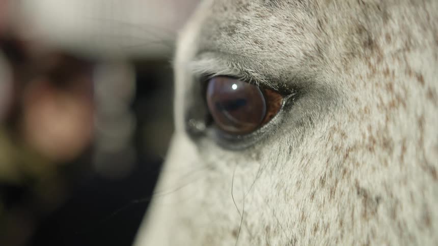 Close up of white horse eye looking around in the field