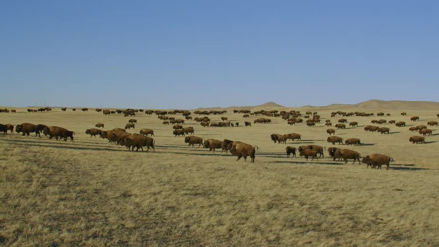 Herd of buffalo or bison roaming the yellow plains