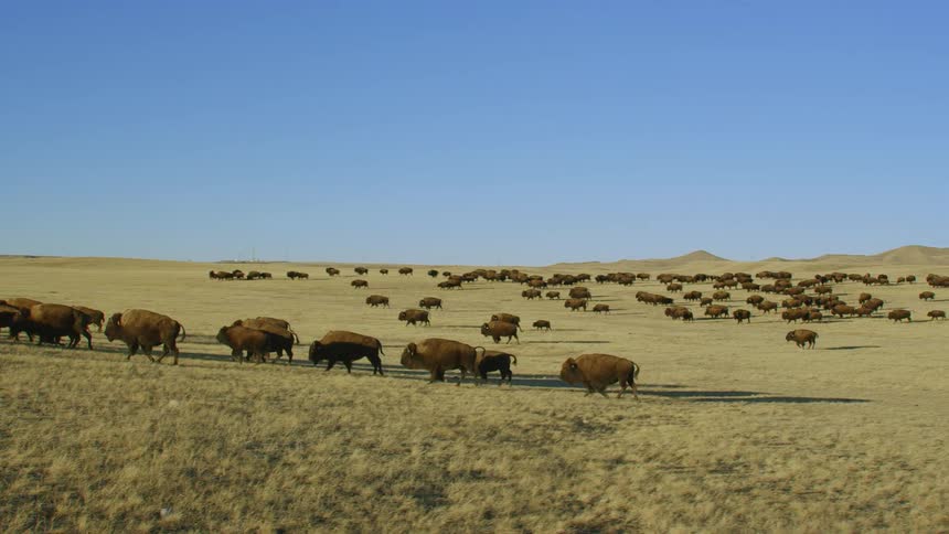 A herd of bison runs across the field under blue sky