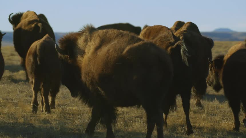 A herd of buffalo is walking across a grassland