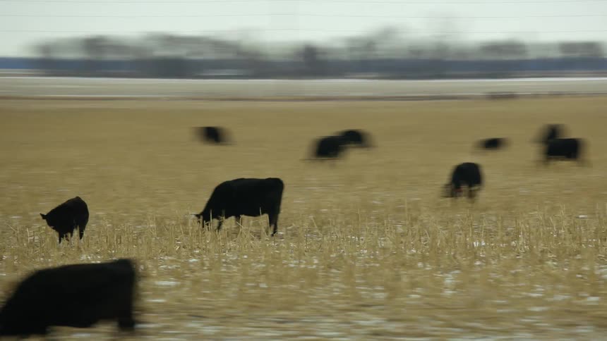 Cattle are grazing in an open field
