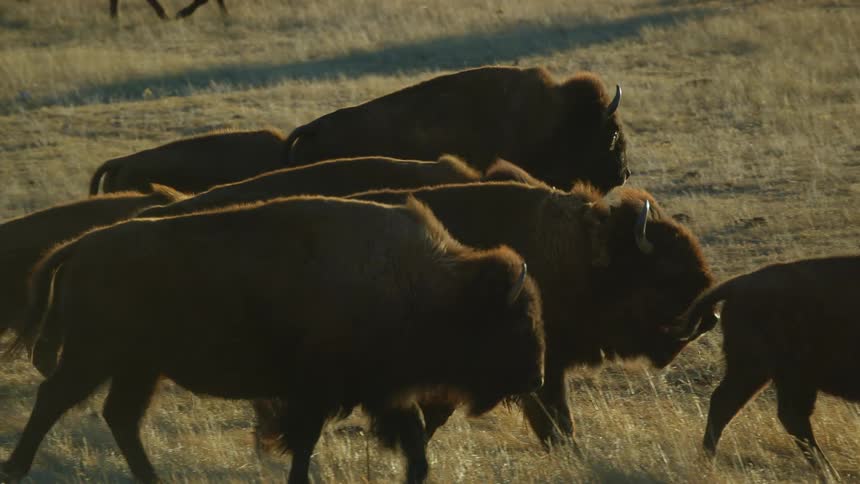 Herd of bison or buffalo walking on the yellow grass on a prairie