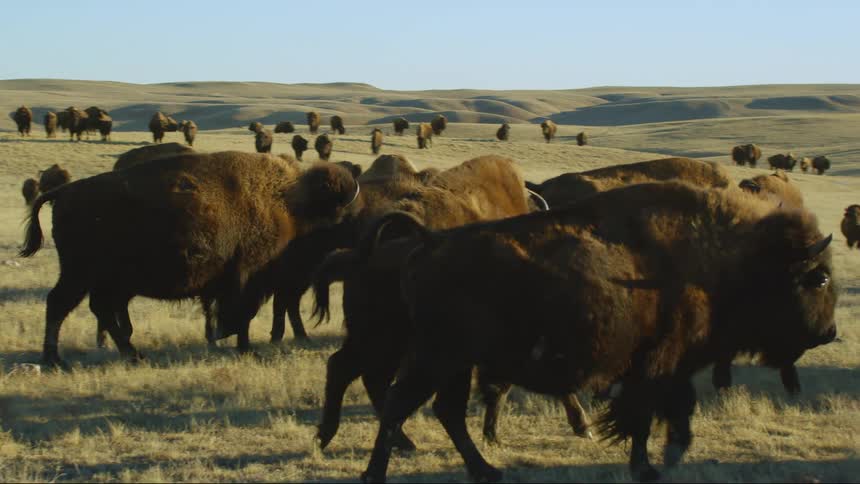 A herd of buffalo are walking in an open field