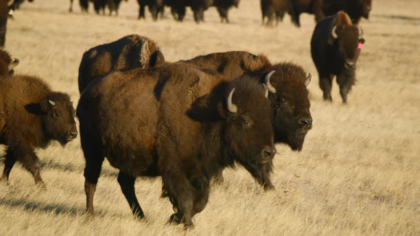 Bison herd including some with ear tags walk across golden grasses