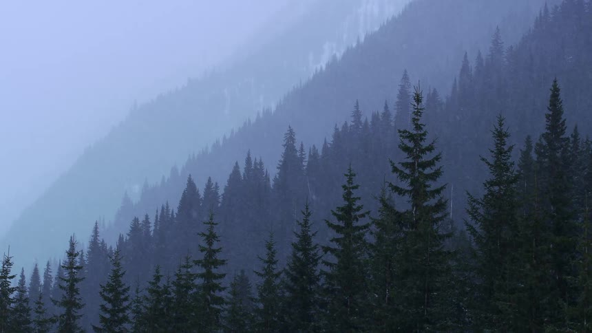 Snow falls over a forest on the side of a hill