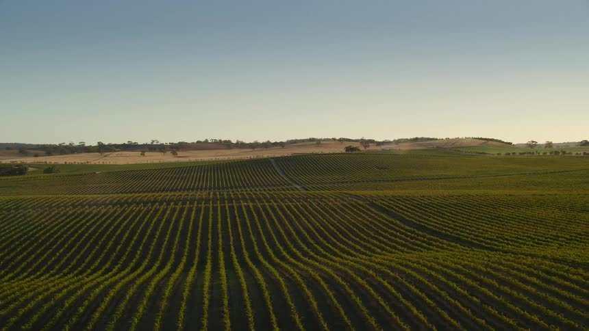 Crops grow in long even rows in a field
