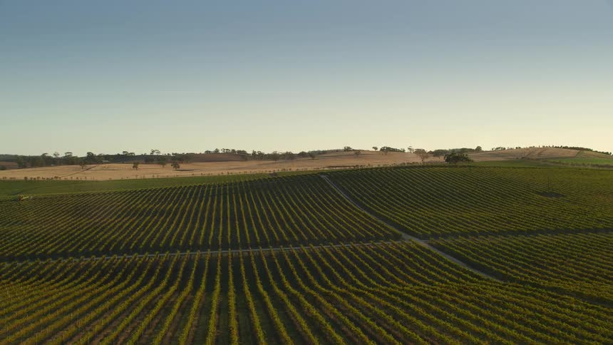 Rows of crops on a farm under a clear sky