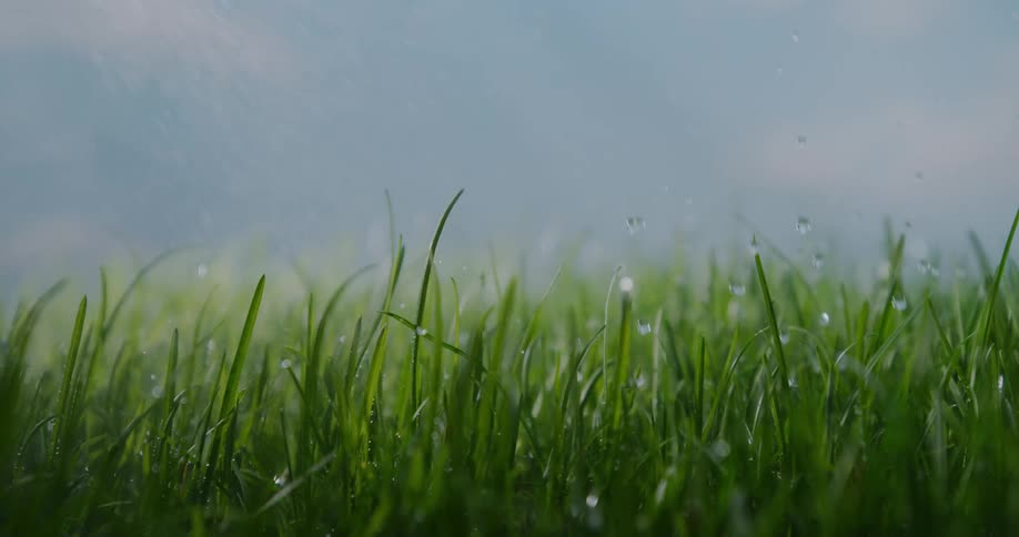 A view of water drops falling onto grass