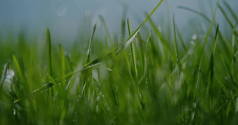 Raindrops are falling on the grass as it moves in the breeze