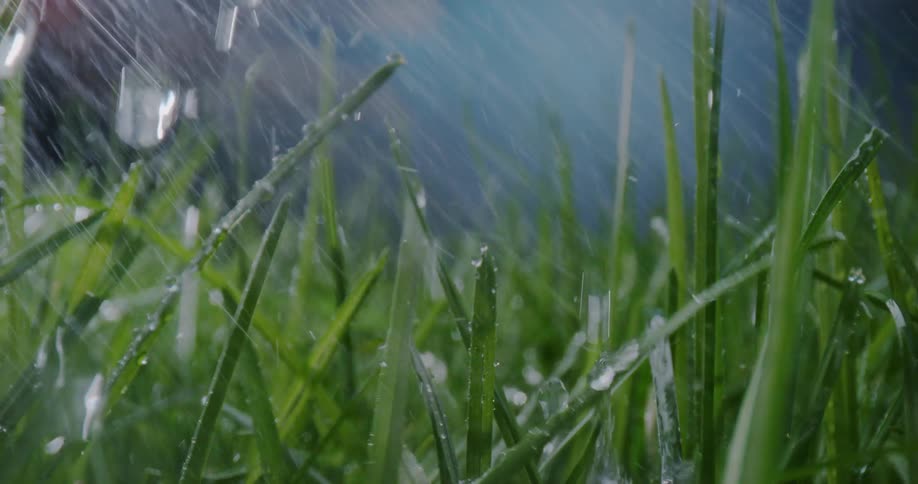 Heavy rain falls drops hitting and coating blades of grass