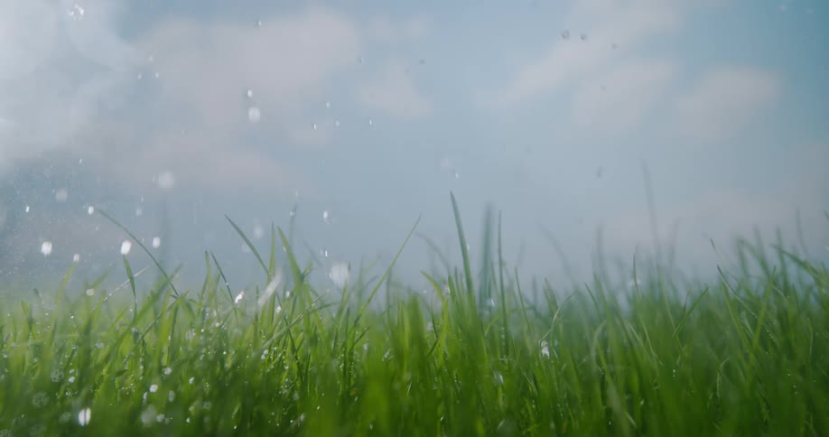 Raindrops fall on an overgrown lawn