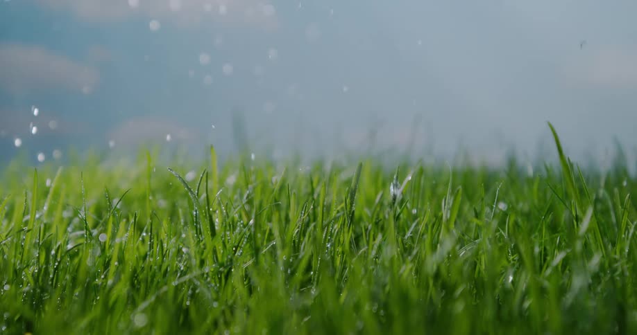 Rain falls from the sky onto grass