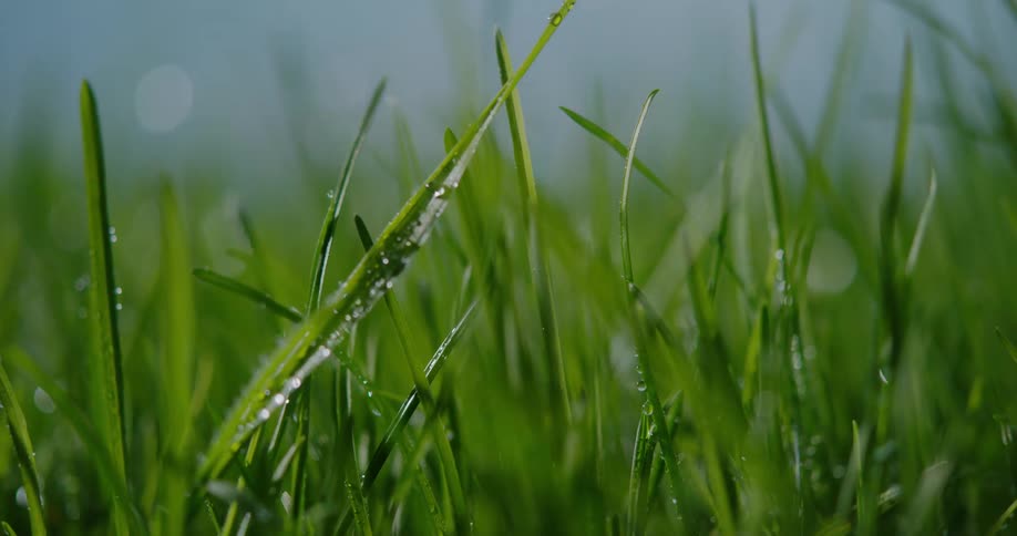 Raindrops are falling on the grass as it moves in the breeze