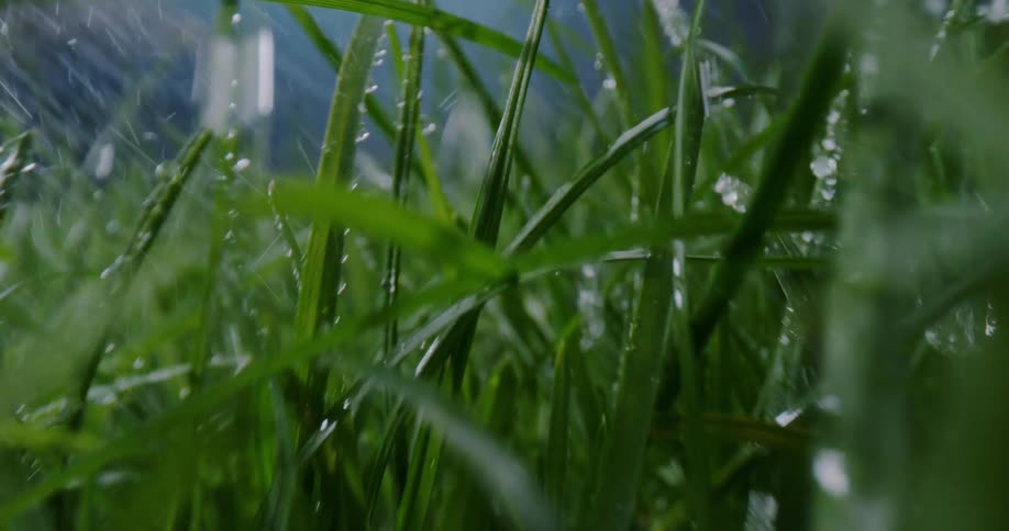 Raindrops falling on blades of grass outside during a summer storm