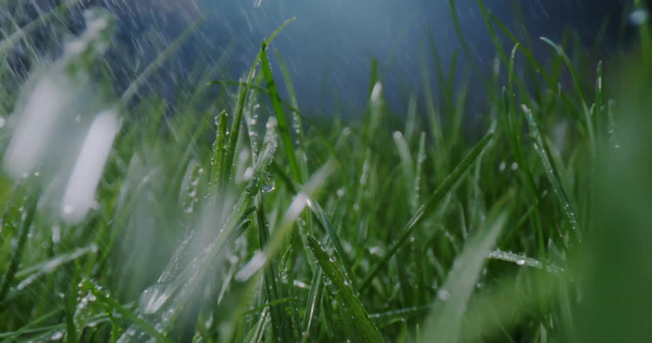 Raindrops falling over the green blades of grass
