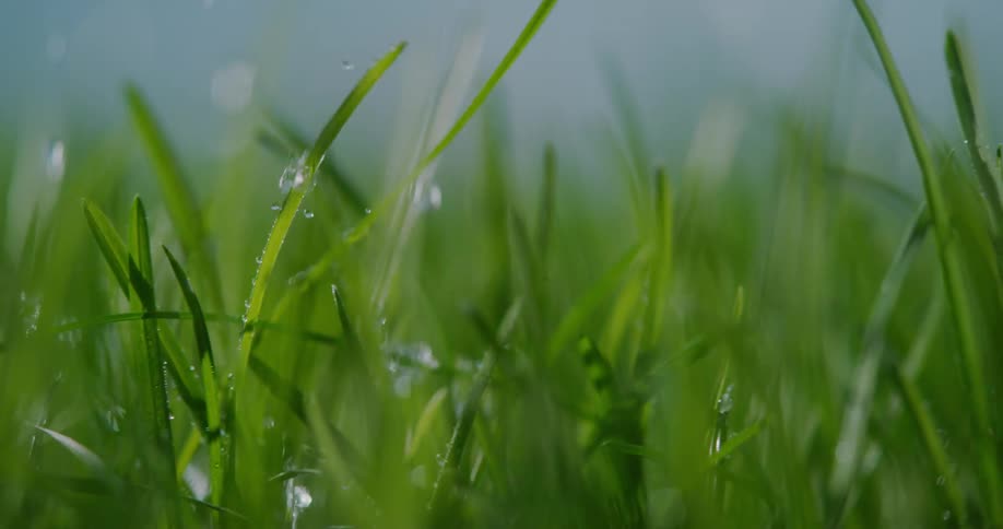 Rain drops fall onto blades of bright green grass
