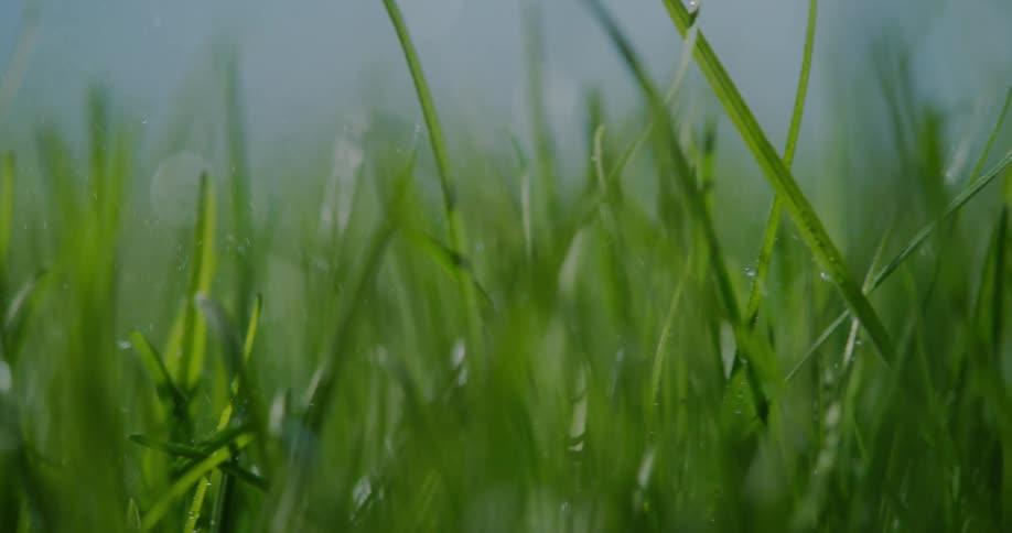Grass with droplets of water