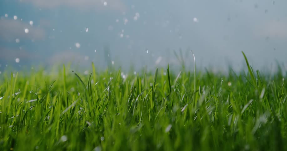 Water droplets fall onto lush green blades of grass on a blue sky day