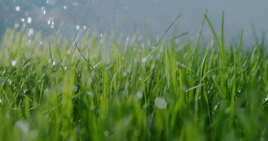 Rain falls down on green wild grass in the field