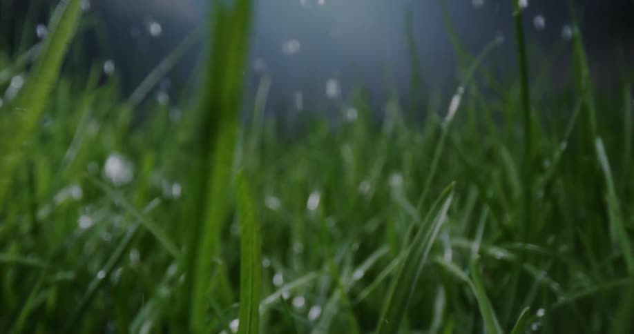 Water drops falling over green tall grass blades