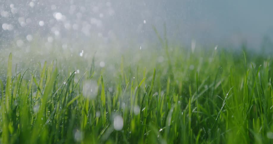 Rain falling on grass
