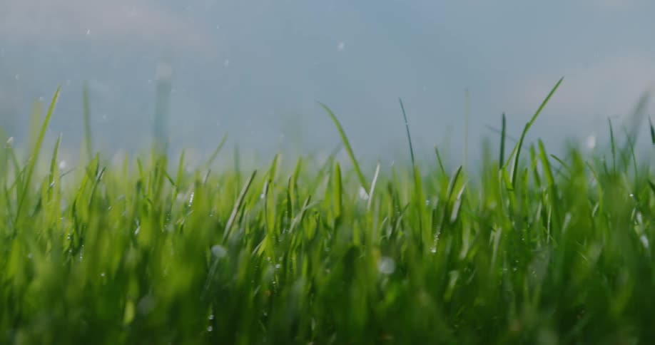 Grass with droplets of water