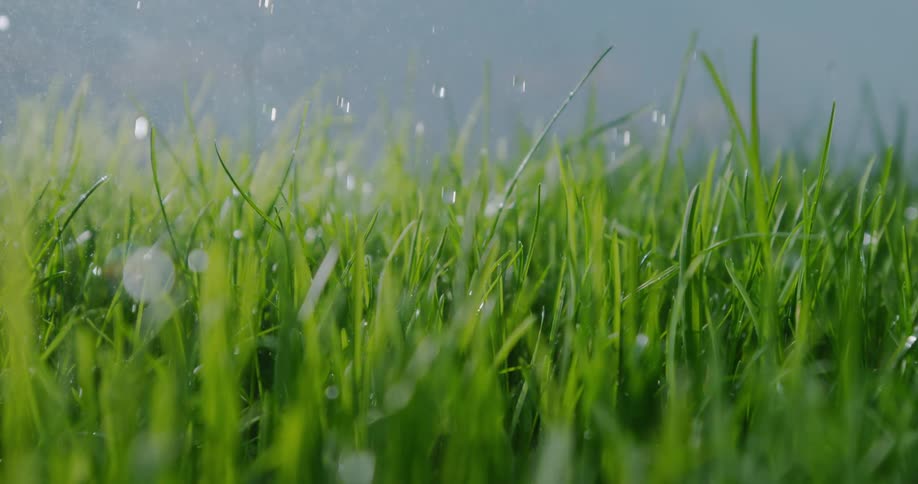 Raindrops are falling on the grass as it moves in the breeze