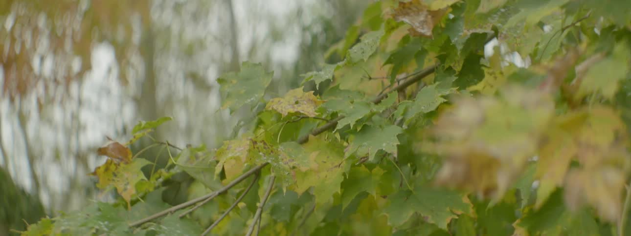 Rain falling on trees
