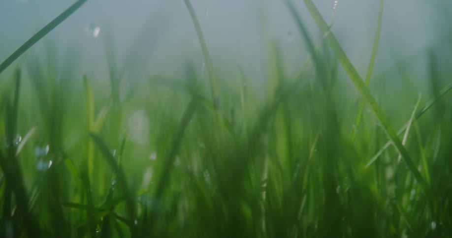 Droplets of rain falling on grass