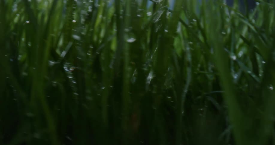 Rain drops are falling onto blades of grass during a night storm