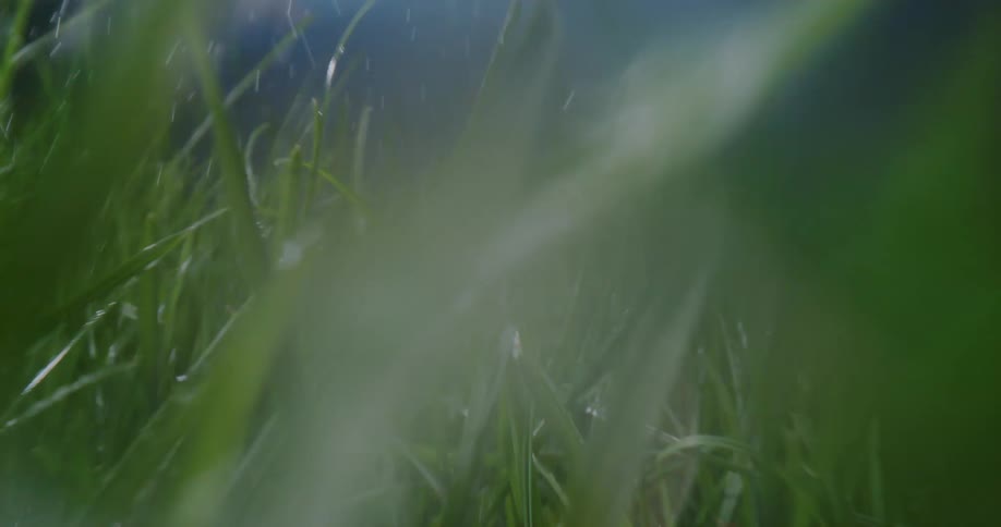 Water is falling on blades of grass