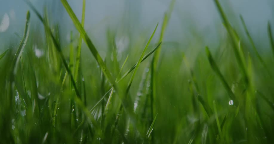 Grass with drips and droplets of water falling