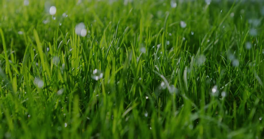 Individual rain drops fall on lush green blades of grass