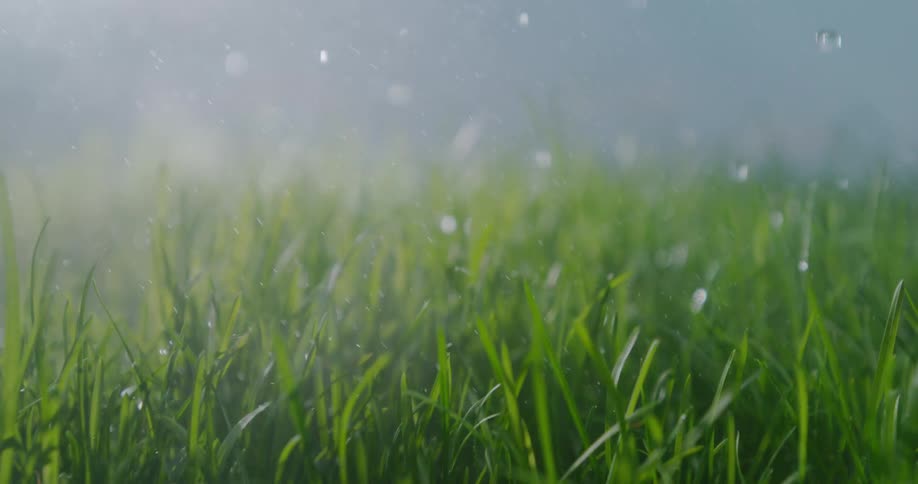 Rain falls on tall grass in a field
