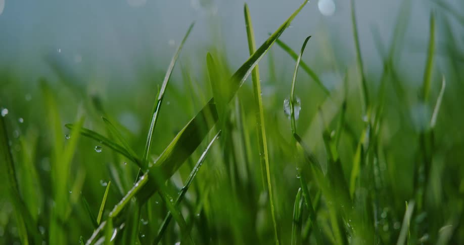 Drops of water fall and splash on green blades of grass