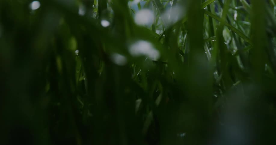 A view of rain falling onto grass