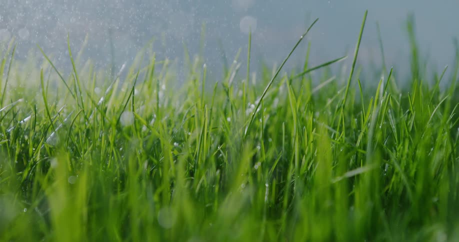 Rain falls down on tall wild grass in the field