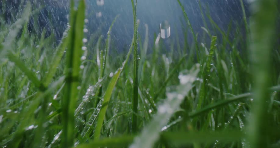Rain falls down on wildgrass in the field