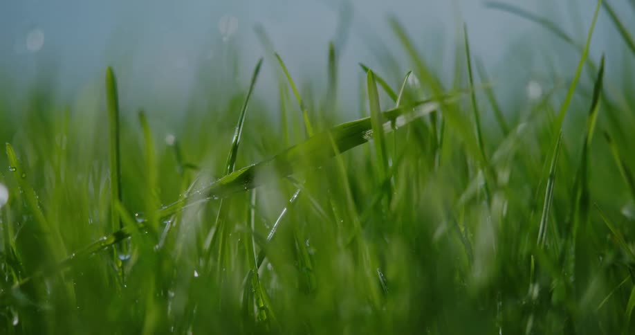 Water rains on the blades of grass