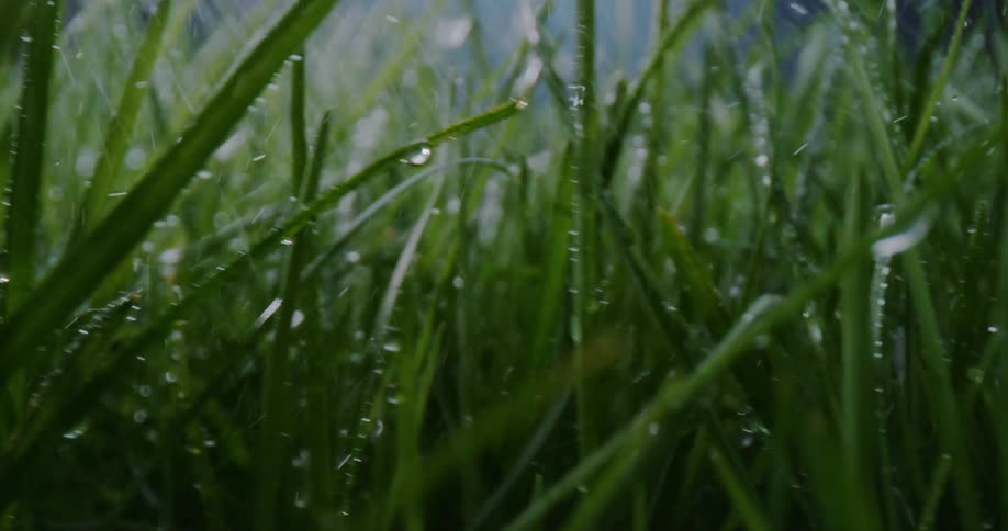 Raindrops falling on grass during a summer storm