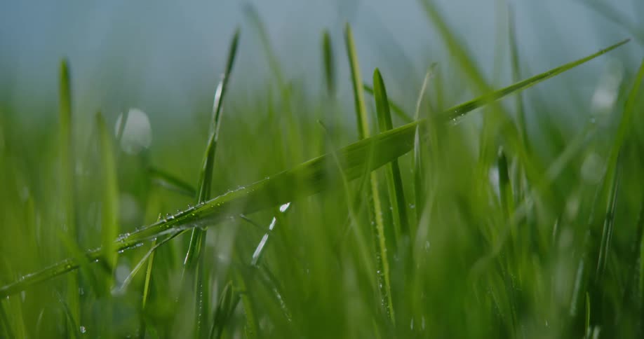 Raindrops are falling on the grass as it moves in the breeze