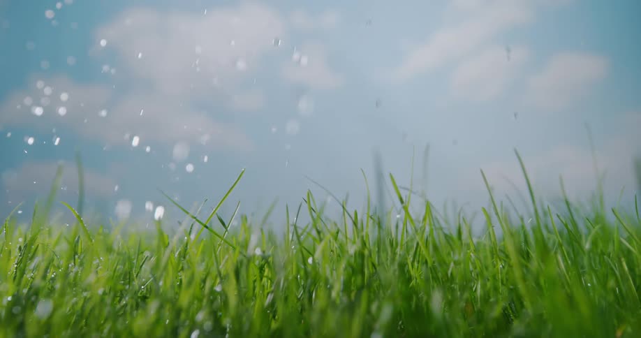 Water pours on the green grass