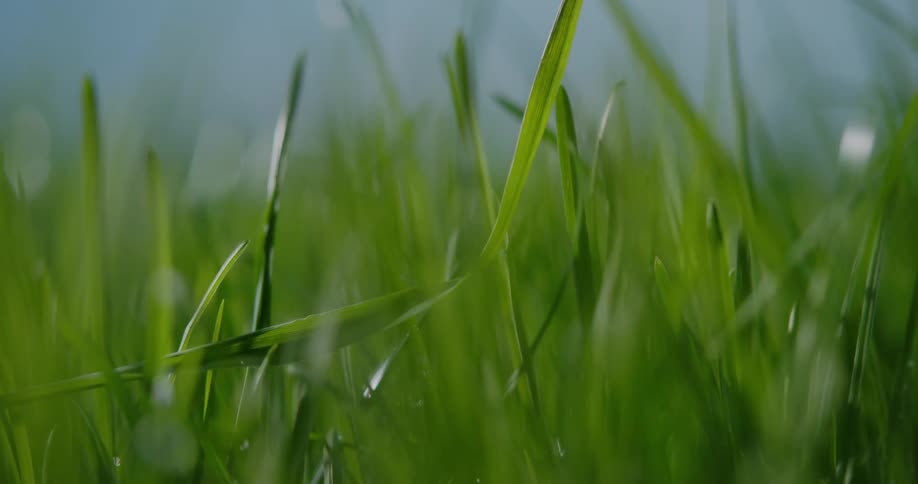 Water drops fall onto blades of green grass
