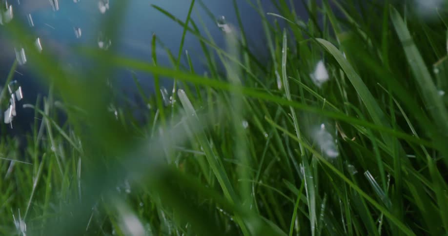 Green grass blades sprinkled with water drops and droplets