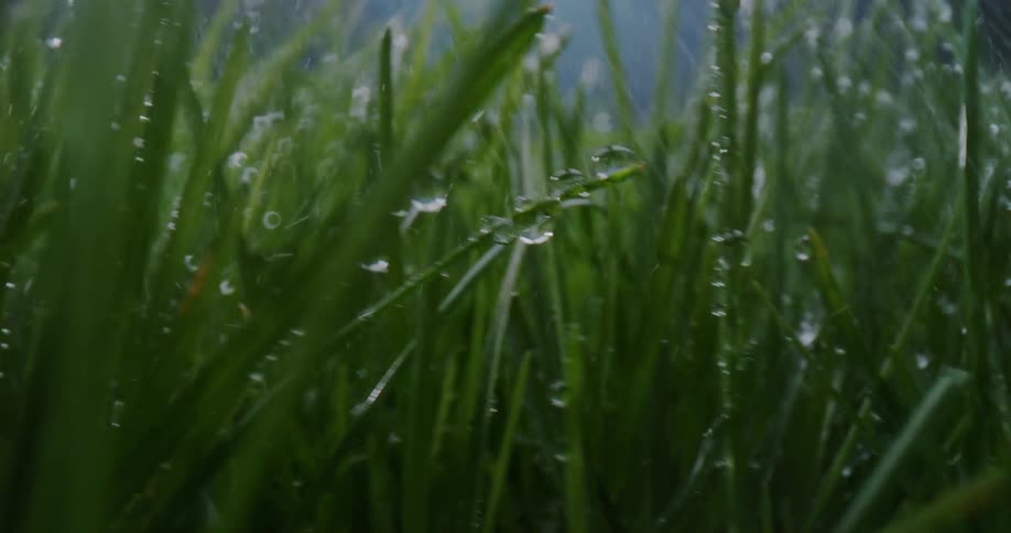 Water is covering the green grass