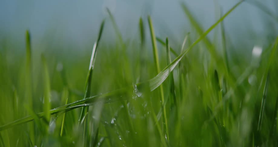 Water droplet falling onto grass