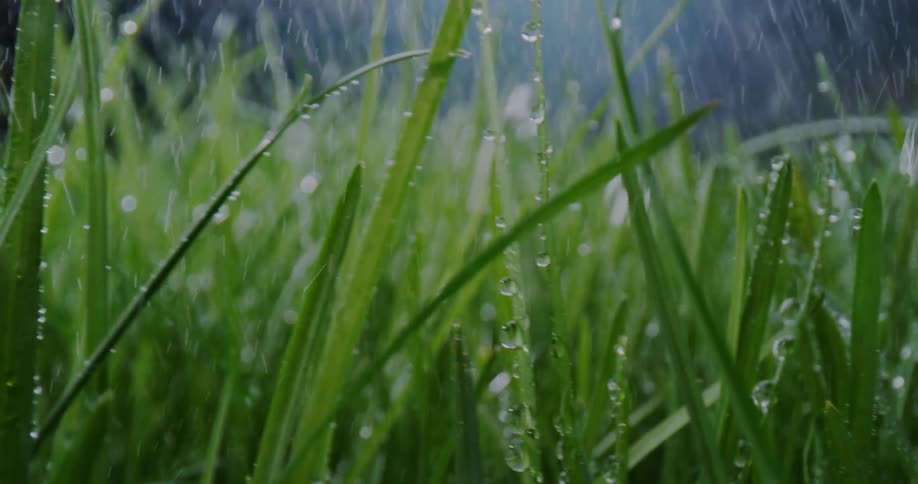 Rain is falling onto the grass as it moves in the breeze