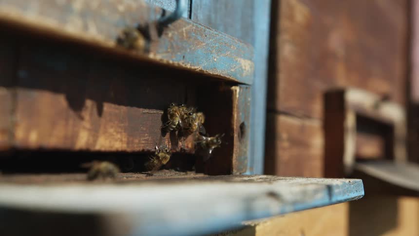 Honey bees fly in and out of wooden man made hives