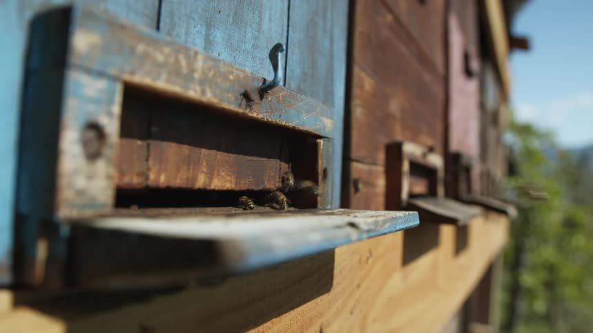 Bees flying in and out of a wooden beehive on the countryside